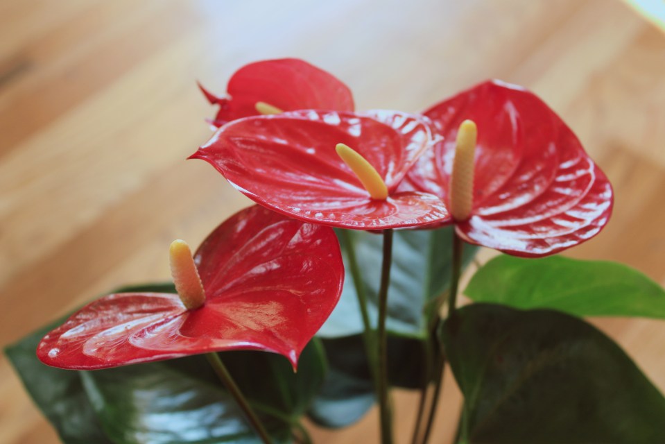 Anthuriums are known for their glossy red flowers