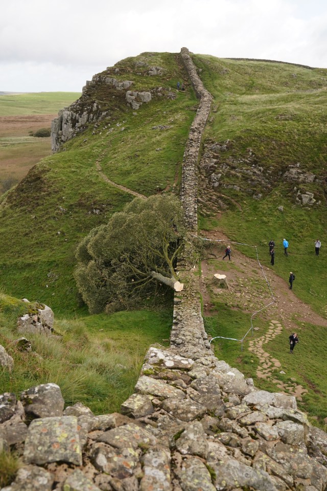 Two men were arrested in November 2023 in connection with the felling of the world-famous Sycamore Gap tree