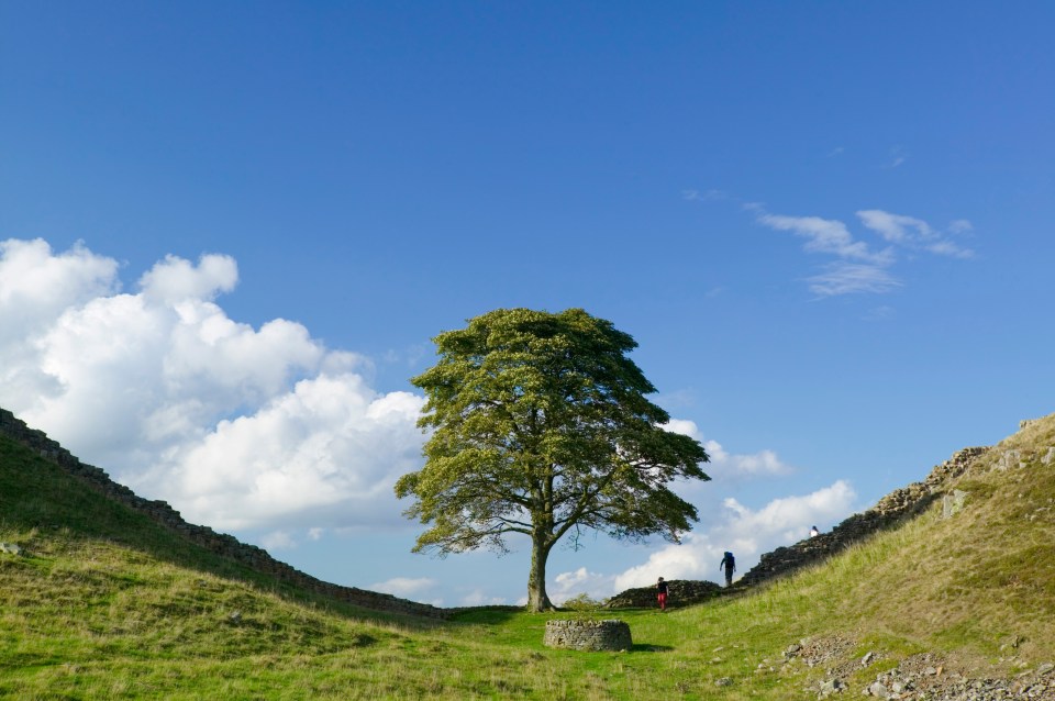 How the tree looked before it was felled