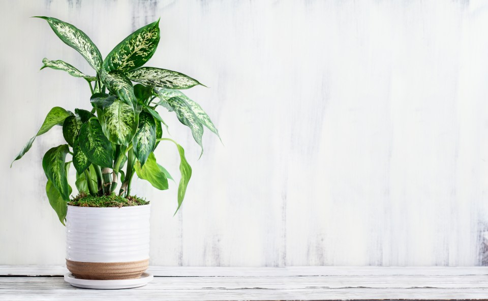 Dumb cane or Dieffenbachia has large, flecked leaves