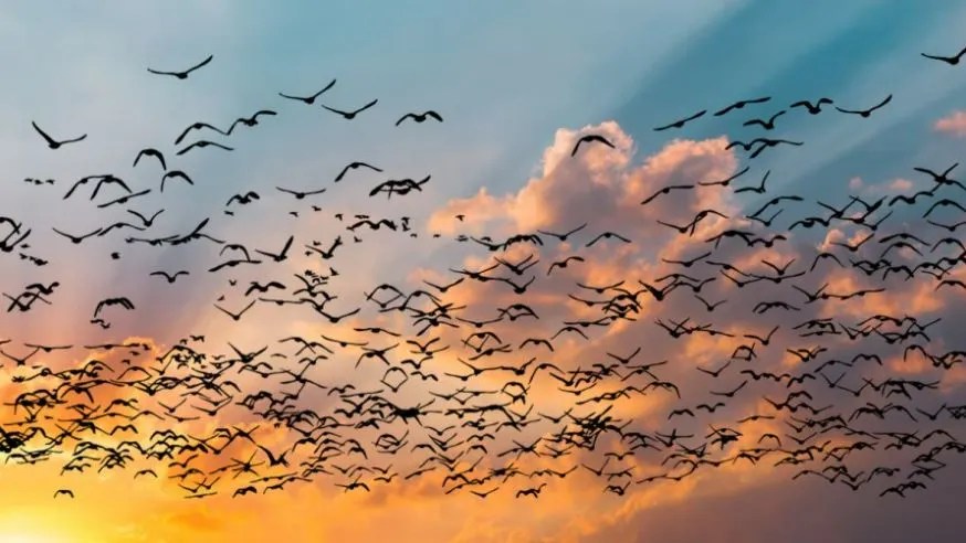 Can you spot the pterosaur among the flock of birds in less than nine seconds?