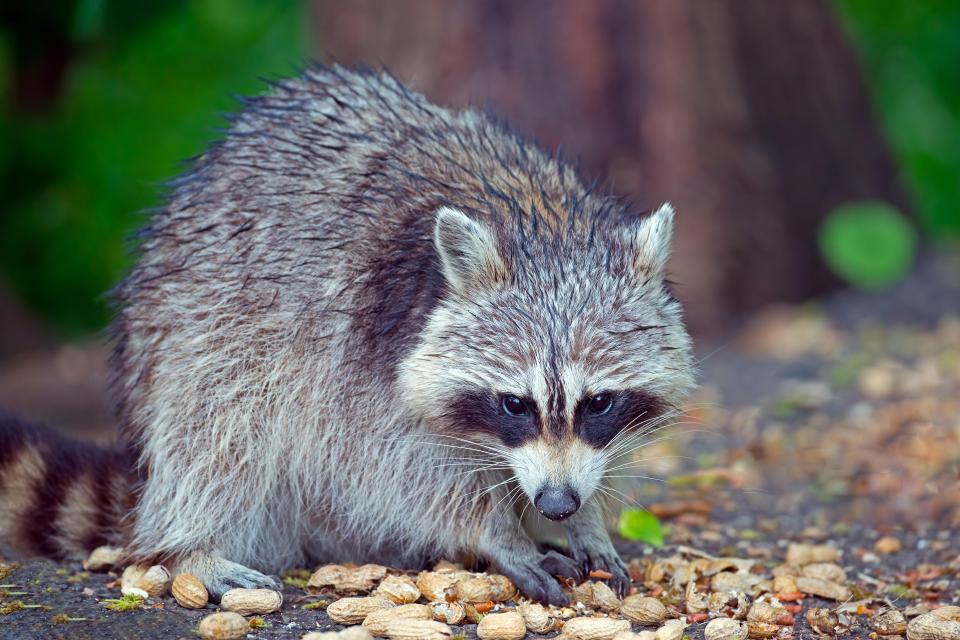 And it seems like the Louisiana-born celeb will be fine with the food on offer - with barbecued raccoon being served up in the Southern state