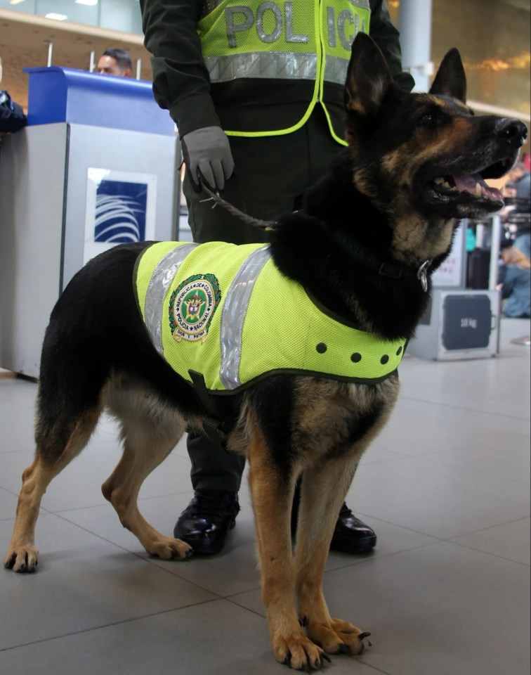 Police have brought in sniffer dogs to join the hunt for Luis Manuel Diaz in the Colombian jungle