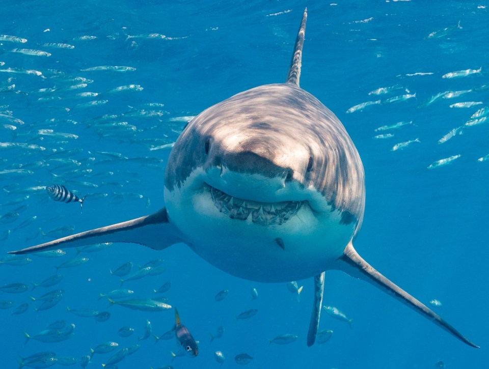 An apex predator has been terrorising great white sharks in South Africa