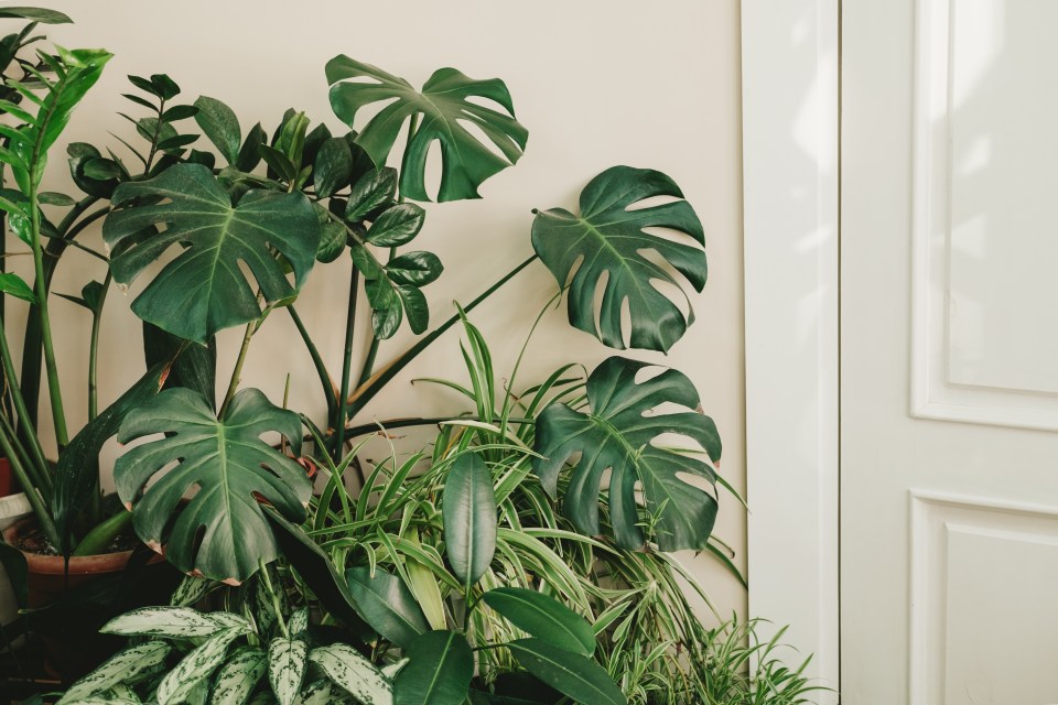 Monstera plants can grow very large and have distinctive, holey leaves