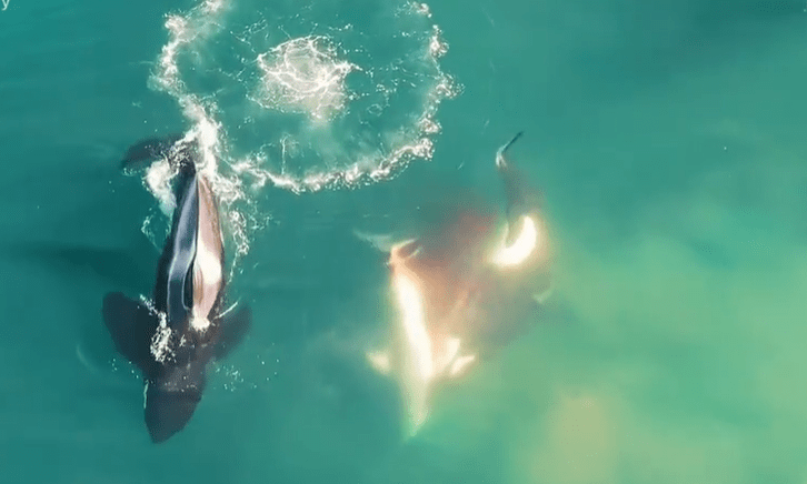 Orcas have attacked sharks in the past in ruthless killing sprees