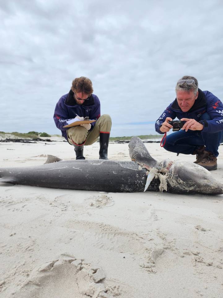 RED WITH BLOOD Killer whales butcher and rip out livers of SEVENTEEN sharks in ruthless killing spree off South Africa , , //www.facebook.com/DyerIslandConservationTrust/, , Taken without permission