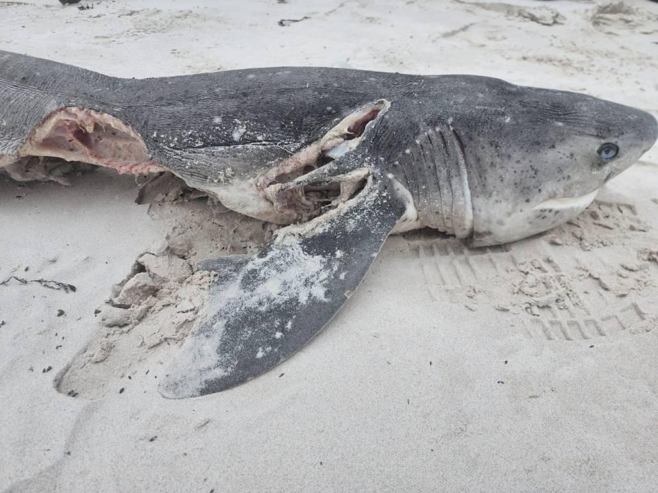 RED WITH BLOOD Killer whales butcher and rip out livers of SEVENTEEN sharks in ruthless killing spree off South Africa , , //www.facebook.com/DyerIslandConservationTrust/, , Taken without permission