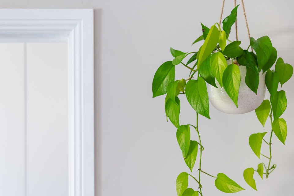 Pothos has thick, waxy, green, heart-shaped leaves, sometimes with splashes of yellow