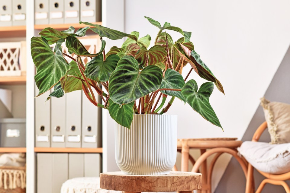 Philodendron plants usually have large, veined leaves