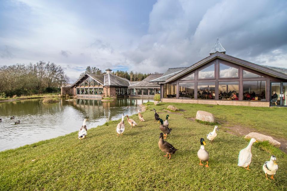 Tebay services on the M6 is a haven for ducks and has a farm shop too