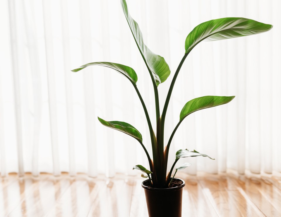 Yellowing leaves and stunted growth indicate under-watering