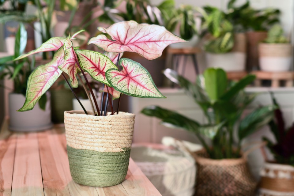 Caladiums tend to have pink veined leaves