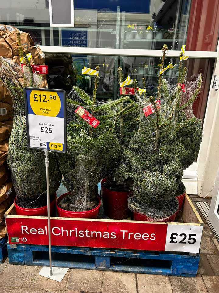 In Tesco, fir Christmas trees are also selling for a bargain £12.50