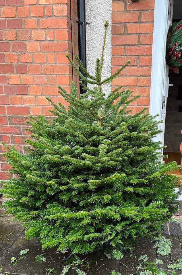 Shoppers are going wild for absolute bargain real Christmas trees spotted in Home Bargains