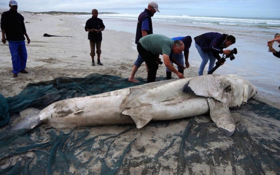 A great white shark found dead on the shore after its liver was taken out by its killer