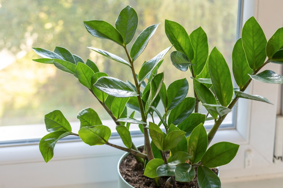 Zamioculcas zamiifolia have shiny, deep green, oval-shaped leaves