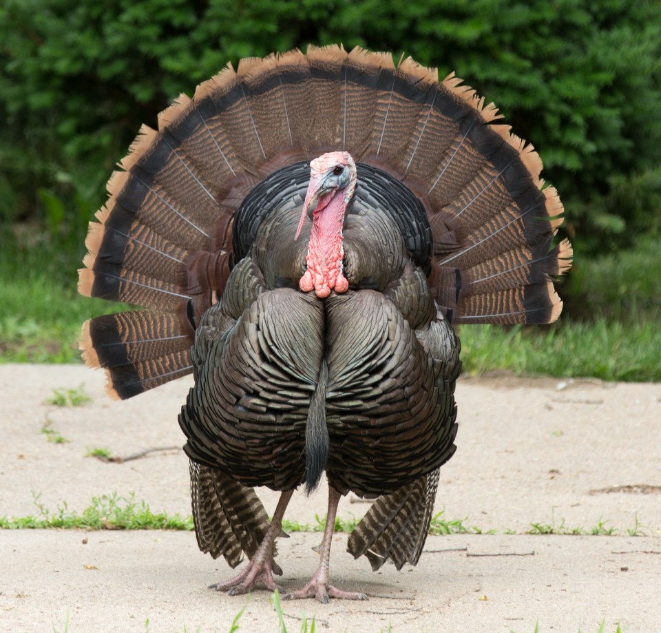 We take a look at Silicon Valley's biggest tech turkeys this year