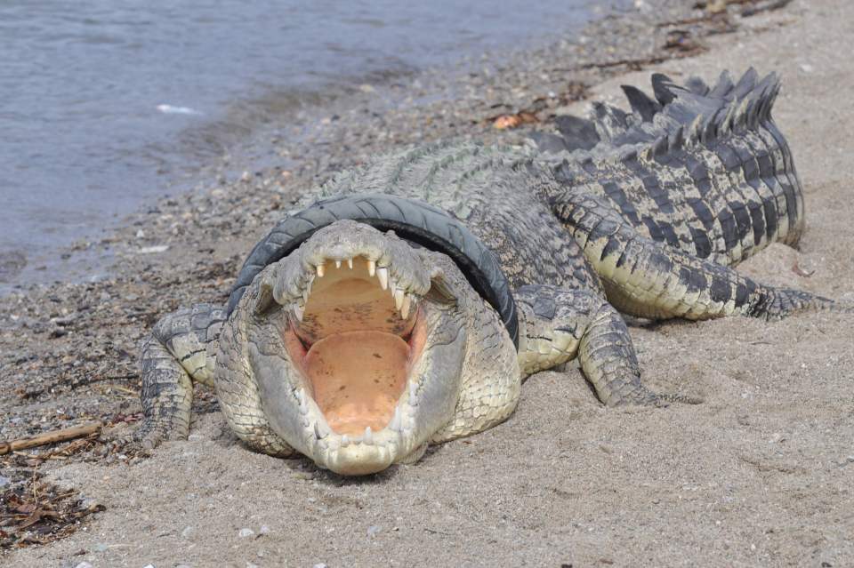 Indonesia has had almost 10 times more saltwater crocodile attacks than any other country.