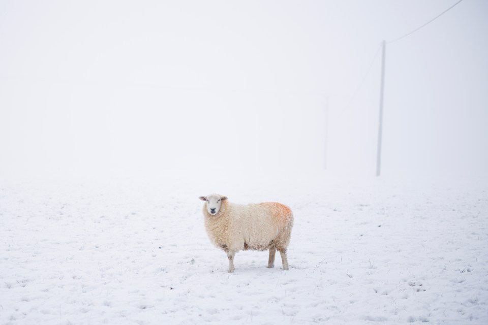 A sheep stands in a snow covered field in the Kent Downs