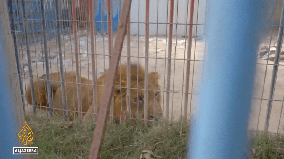 This lion is one of the few animals left but it has not eaten in weeks