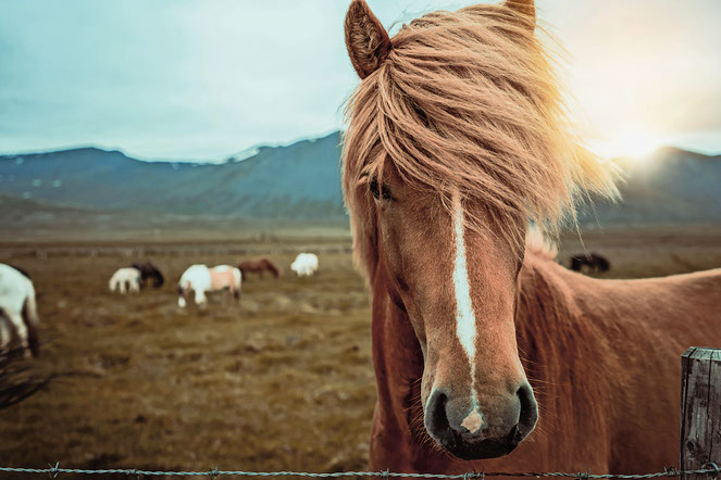 The Icelandic horse is one of the purest breeds in the world, and you can take a ride through stunning lava fields, grassy hillsides and small rivers