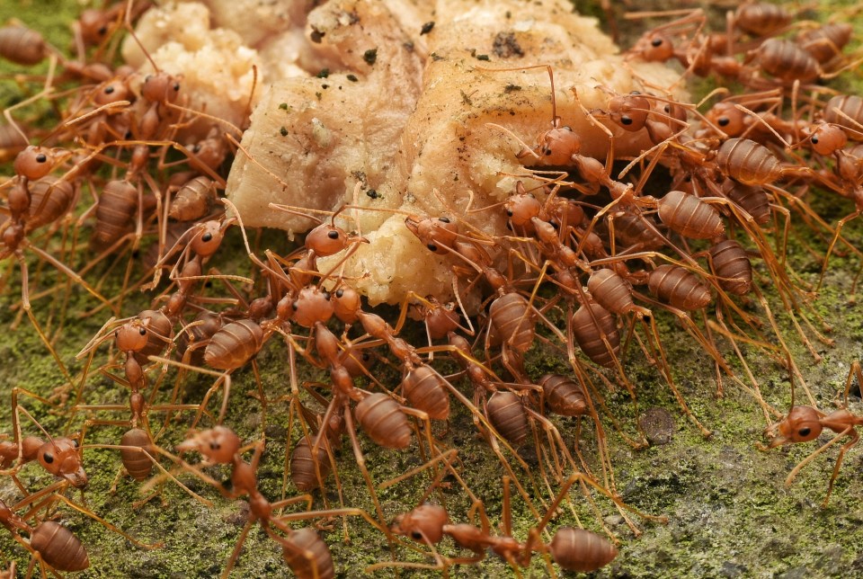 Murray landed on a mound of venomous red ants that ended up saving her