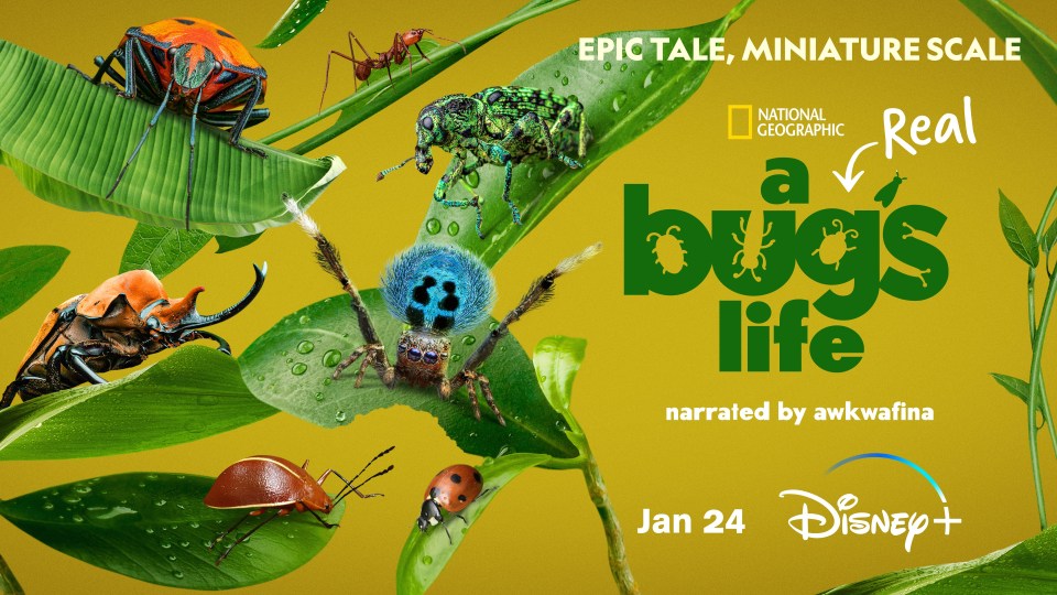 National Geographic's A Real Bug's Life is inspired by Pixar and Disney's children's animation A Bug's Life