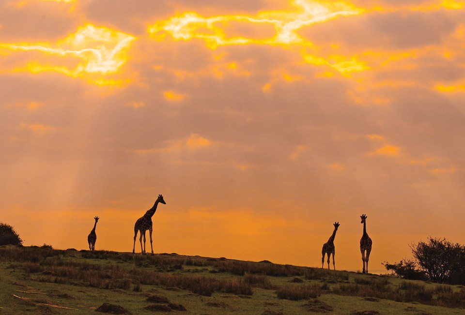 You can have an African safari experience in Kent, without leaving the UK