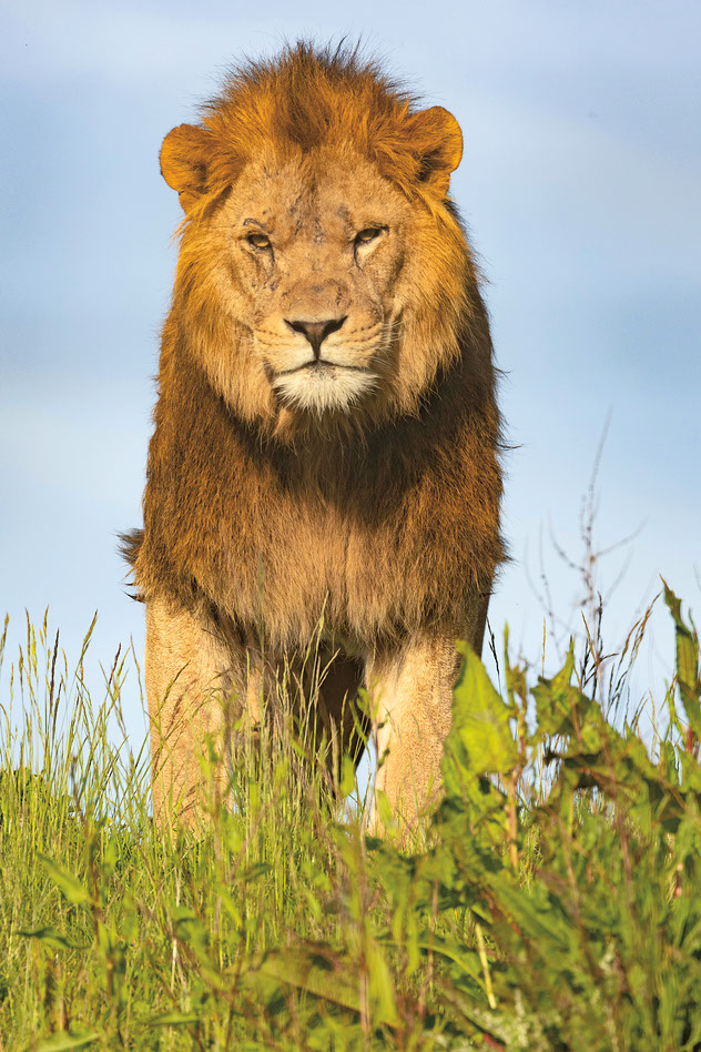 There are more than 900 animals that call Port Lympne home