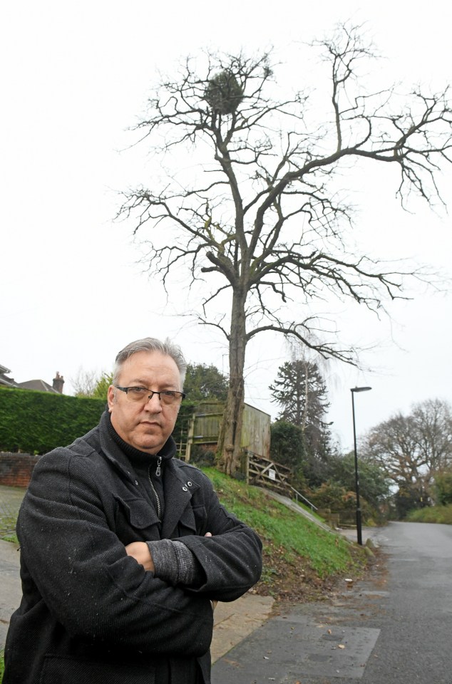 A caller into the Council tipped off tree officers about Petrowsky’s plan to fell the tree