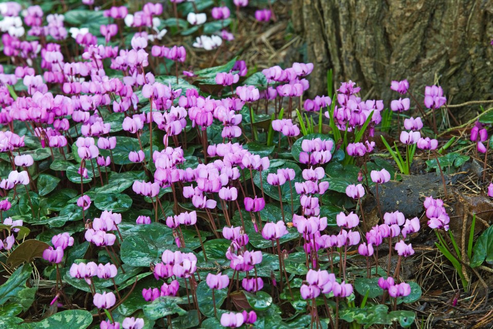 Cyclamen Coum bring a riot of colour over Winter