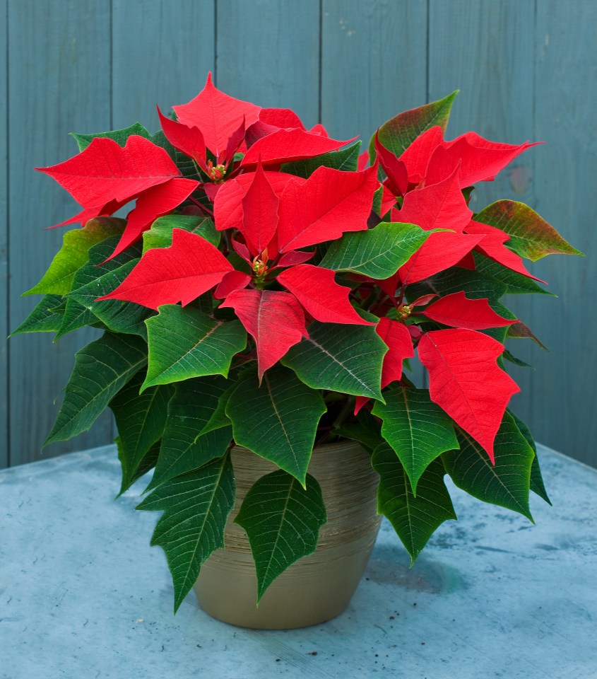 Poinsettia’s reds and greens couldn’t be more Christmassy