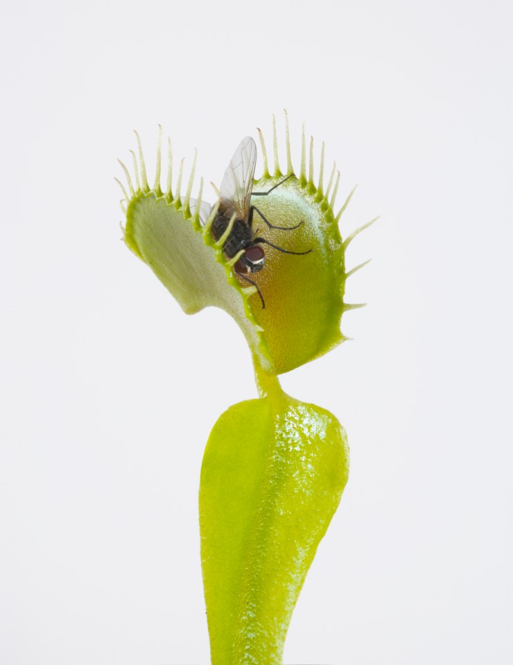 Venus Fly Traps make excellent gifts for children