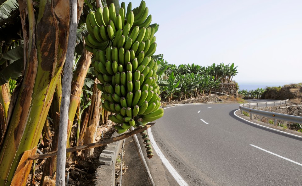 La Palma exports most of Spain’s bananas every year – as well as mangos, avocados and papayas