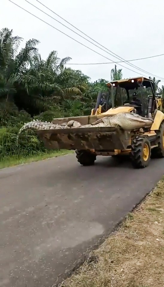 Islanders also captured a huge half-tonne 'demon' crocodile in 2020