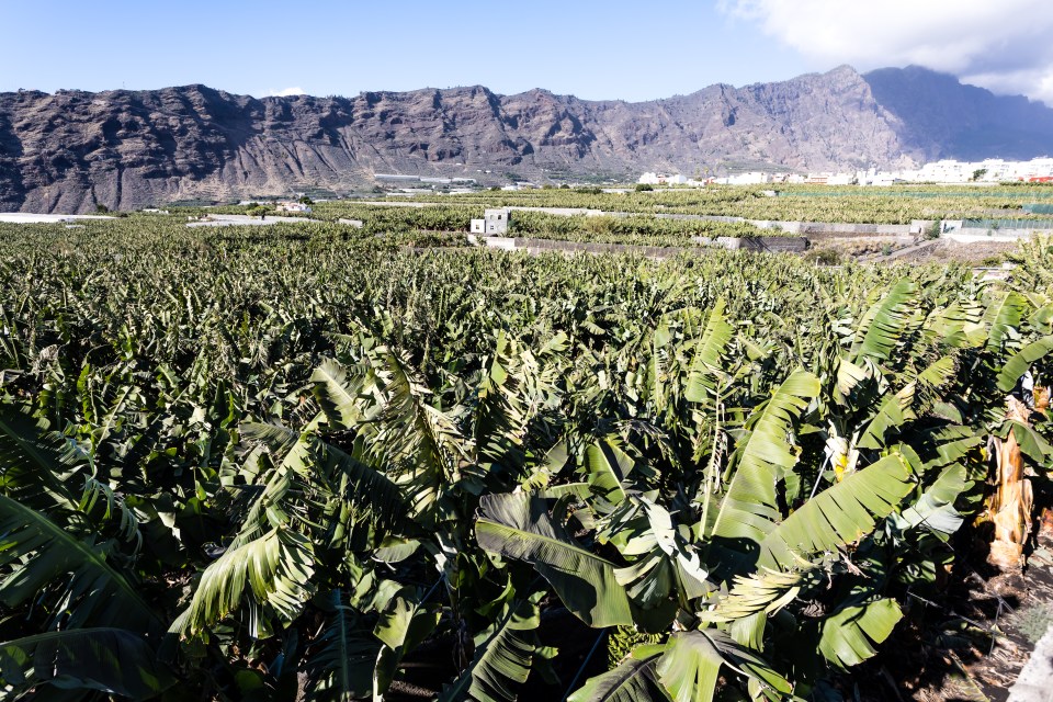 A banana plantation on La Palma in the Canary Islands