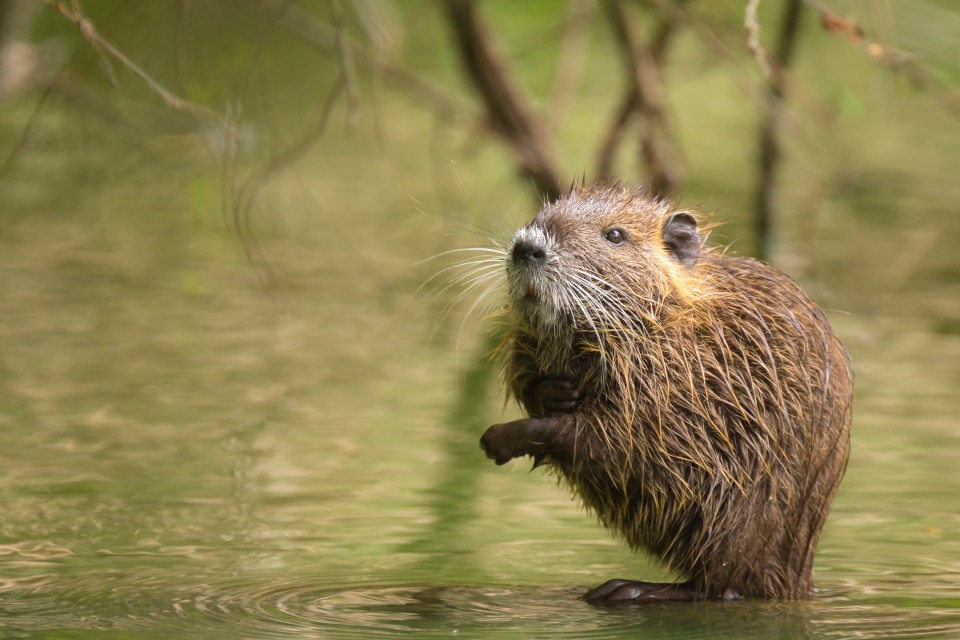 Muskrats are semi-aquatic rodents