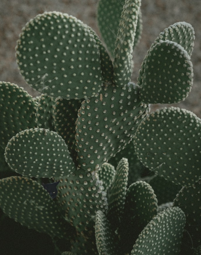 Instagram users have also been struggling to spot the cat hiding in this desert image