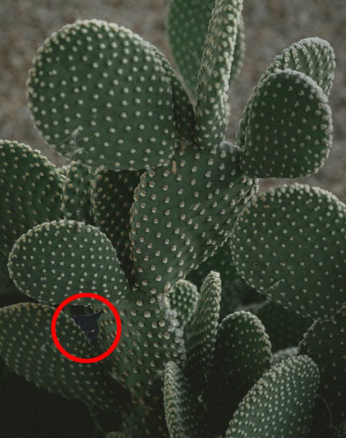 The photoshopped cat can barely be seen among the branches of the cactus plant