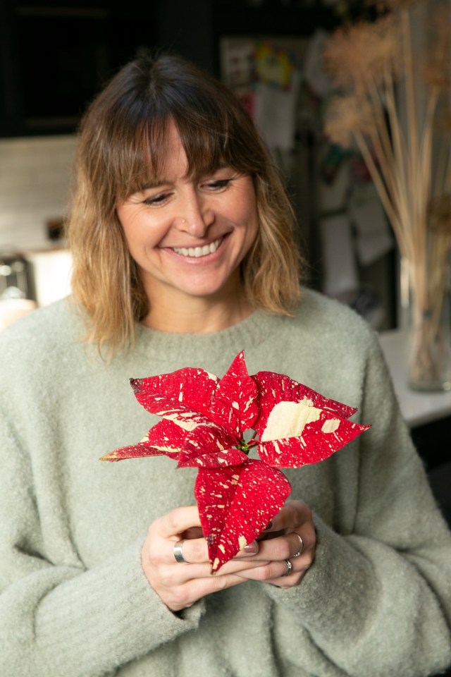 Poinsettas come in a range of colours, and they can be variagated