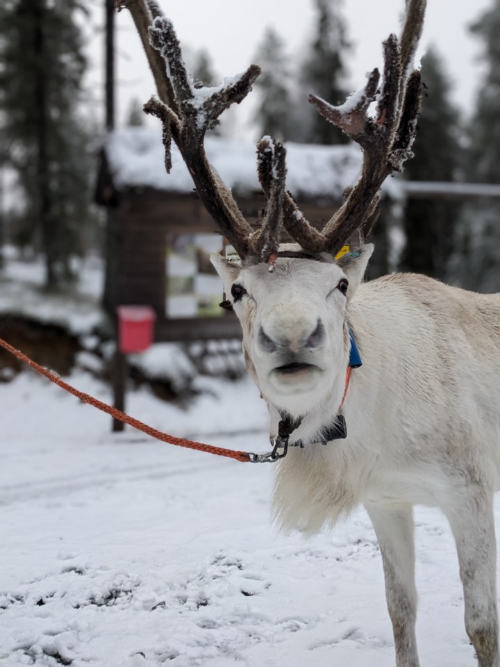 The winter wonderland in Lapland is hugely popular with tourists