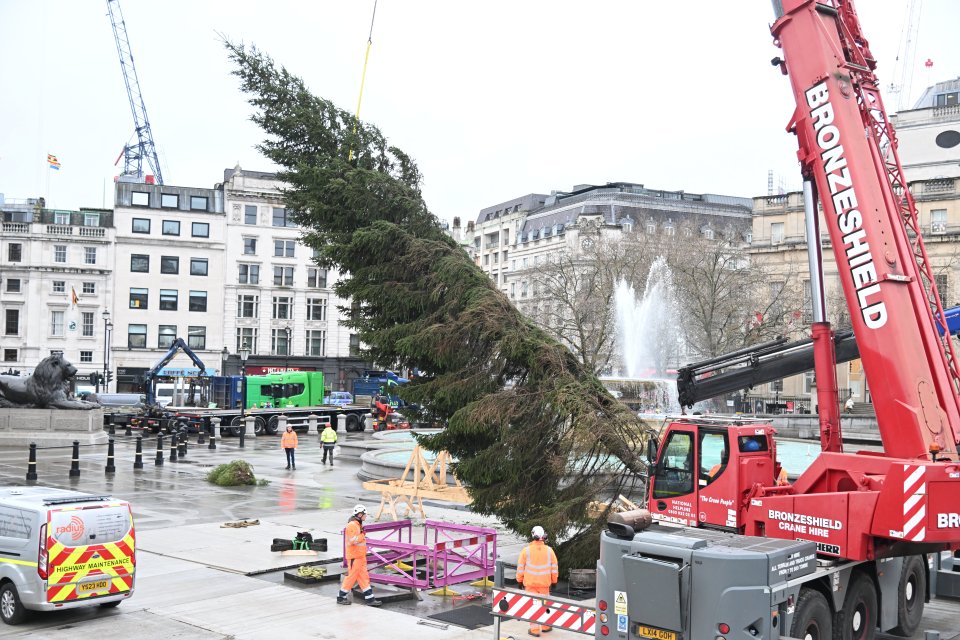 It is erected every year on December 1 and comes as a gift from Norway