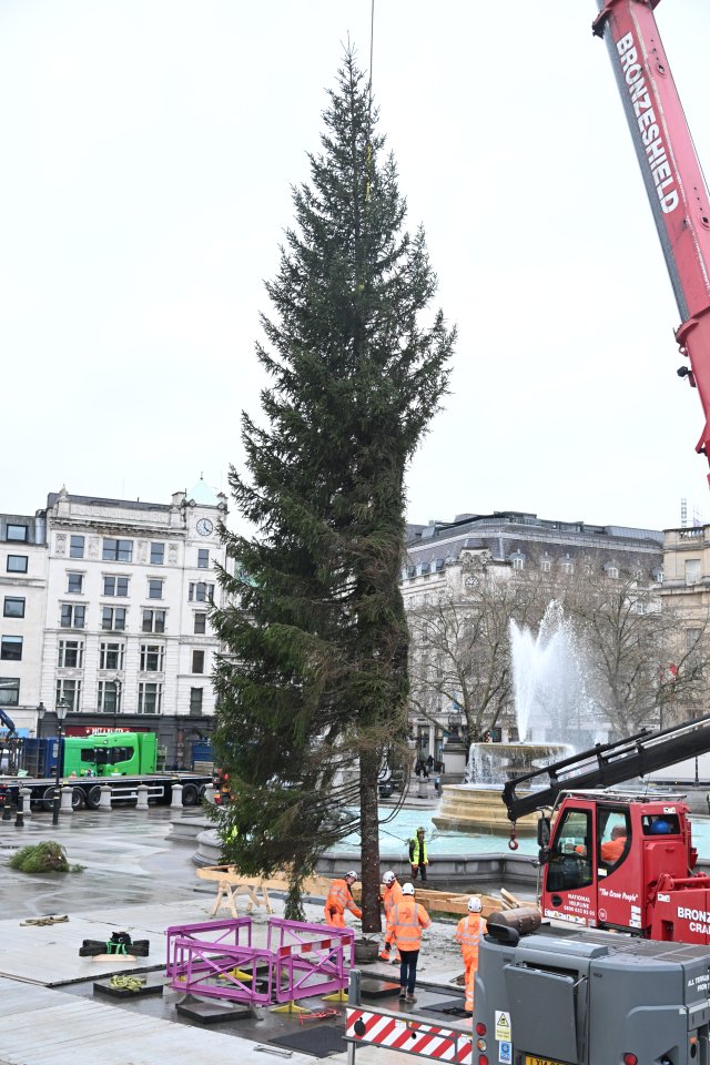 Brits have asked 'where's the other half' after spotting this year's Trafalgar Christmas tree