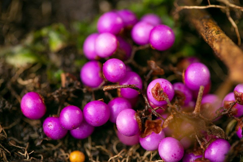 Calicarpa Profusion ‘Beautyberry’ is an absolute delight