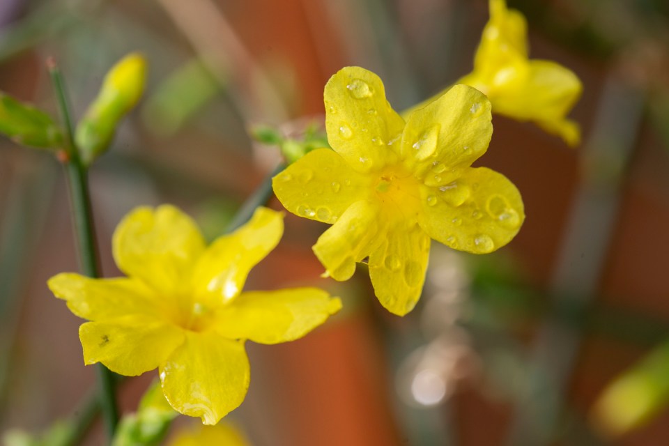 Jasminum Nudiflorum gives a splash of cheery yellow