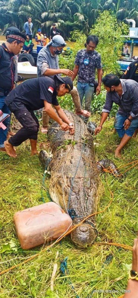 Recently a boy who lived on the island was found whole inside a crocodile