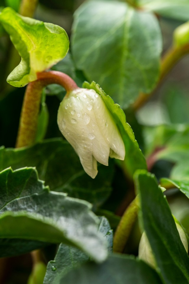 Hellebore Niger ‘Christmas Carol’ brings elegance to your Winter garden