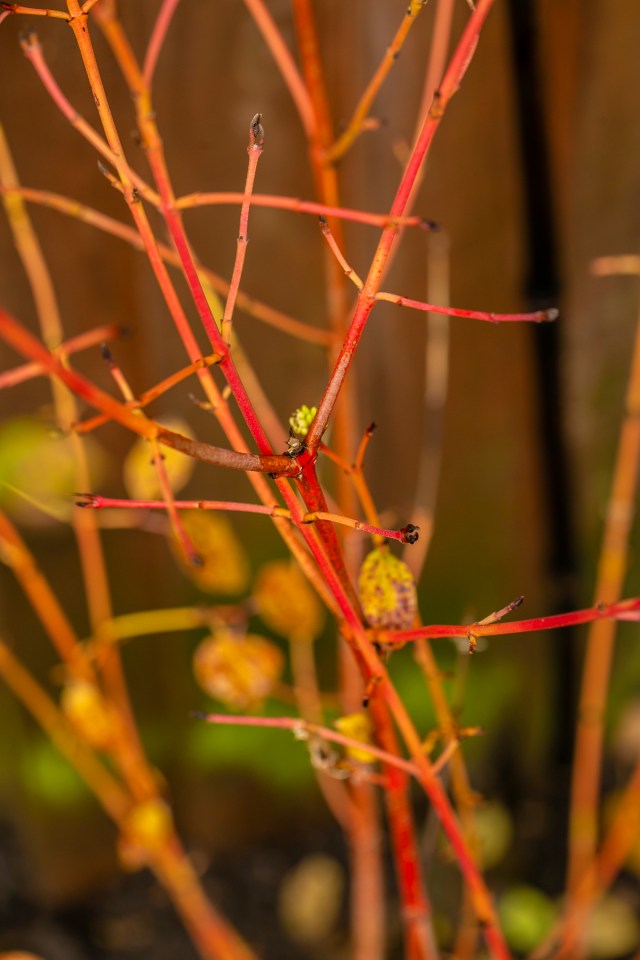 Cornus Sanguinea ‘Midwinter Fire’ will bring a blaze of glory to your garden