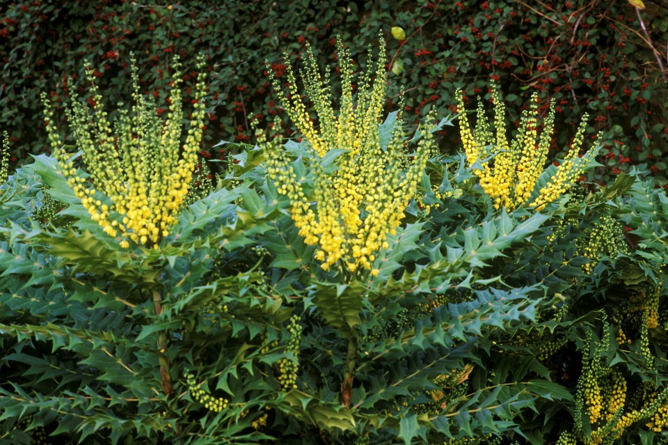 Mahonia adds drama and colour